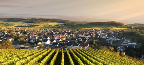 a small town in a vineyard with a bunch of vines at Ferienhof Schlössle in Sasbach am Kaiserstuhl