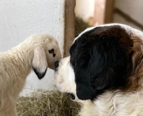 a dog standing next to a lamb in hay at Pichlerhof in Valle Di Casies
