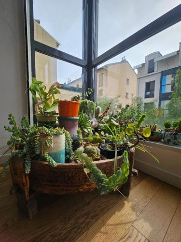 une fenêtre remplie de nombreuses plantes en pot sur une table dans l'établissement Charmant T2 à la Libération, Nice, à Nice