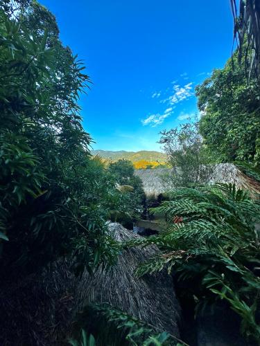 a river in the middle of a forest with trees at Eco Hostal Yuluka in El Zaino