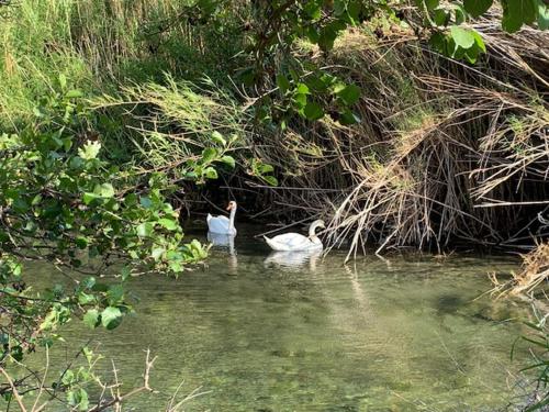 two white swans swimming in the water near some bushes at Summer Retreat, 50m from Gialia Beach by Explore Andros in Andros