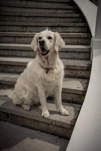 a white dog sitting on a set of stairs at Ruders Egendom in Tibro
