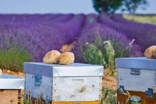 two nesting boxes in front of a lavender field at Villa L'Olivier in Vallon-Pont-dʼArc