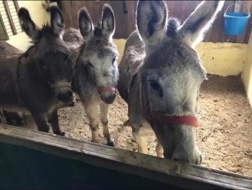 three donkeys are standing next to each other at Orangerie Zimmer Gehaichnishof 7born in Maring-Noviand