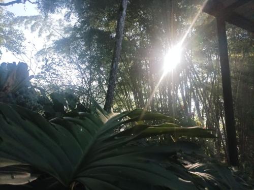 a forest with the sun shining through the trees at Hotel Marrokos Aeropuerto José María Córdova in Rionegro