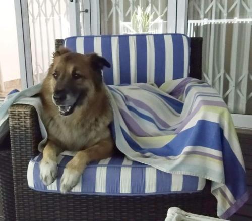 a dog laying on a chair under a blanket at Seagulls Beach House in Port Shepstone