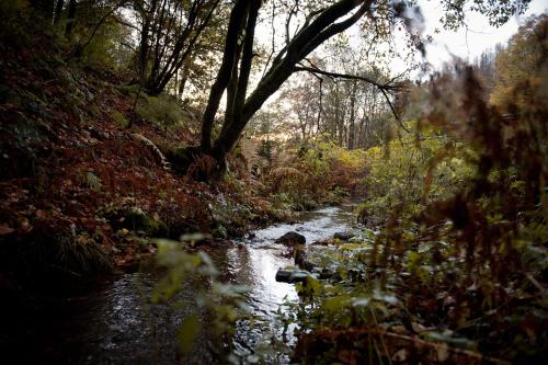 a stream in a wooded area with trees and a river at Tiny House Nature 13 - Green Tiny Village Harz in Osterode