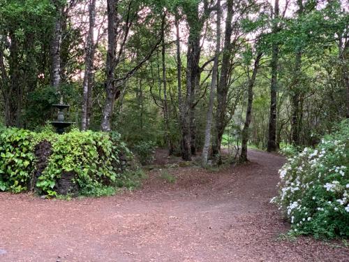 a path in a wooded area with a bird feeder at Cabañas Natural Park Lodge Pucón in Pucón