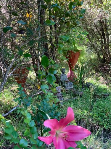 a pink flower in the grass next to a tree at Cabañas Natural Park Lodge Pucón in Pucón