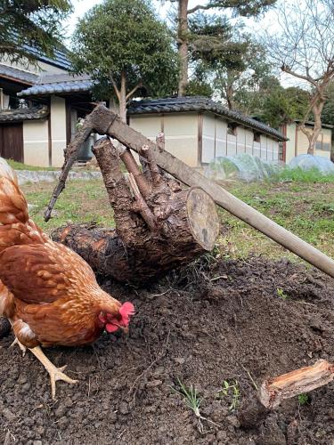 ゲストハウスの敷地内または近くにいる動物