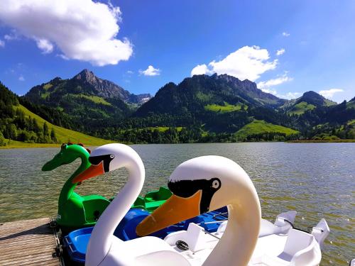 two swans on a jet ski on a lake at Ferienwohnung Kassler in Schwarzsee