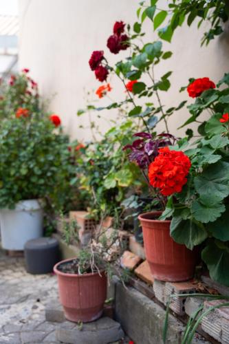 a group of potted flowers in pots next to a wall at NYX Guesthouse in Tripolis