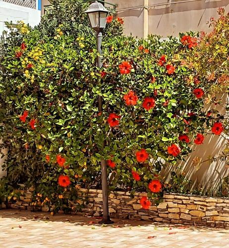 a tree with red flowers next to a street light at Blu Vacanze Residence in Favignana