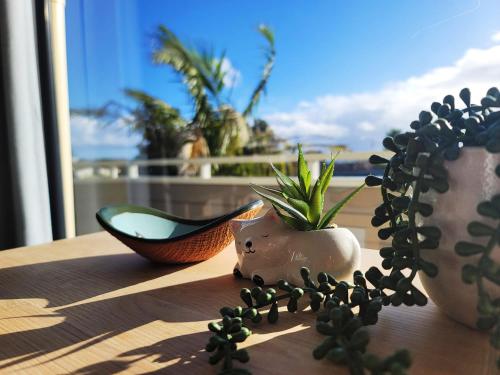 a plant in a pot next to a cactus on a table at Sea view 5 bedroom holiday house in Whangaparaoa