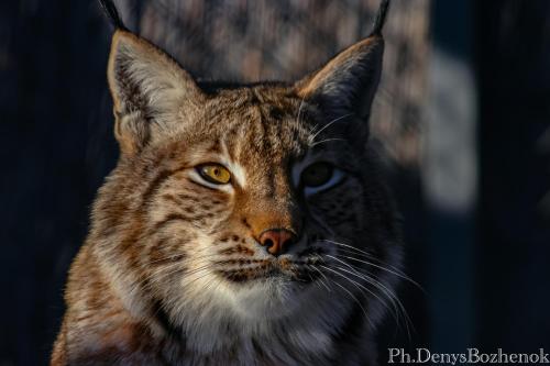 a cat with yellow eyes is looking at the camera at Парк природи Беремицьке та Парк-готель Лісове Озеро in Beremytske