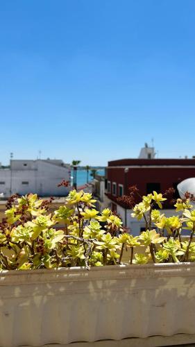 a bunch of yellow flowers in a concrete planter at B&B Casa di Emma in Porto Cesareo