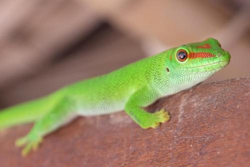 a green lizard sitting on top of a table at Varatraza Wind Riders in Diego Suarez