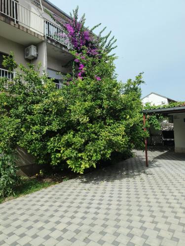 apartman Ante