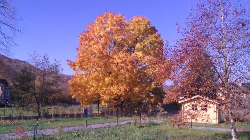 a large tree in a field next to a house at Chalet Domaine du Hulobiet in Fromelennes
