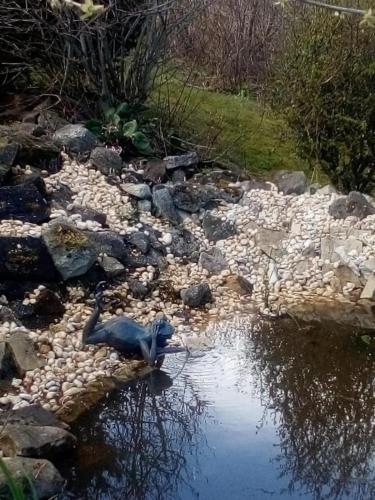 a bird standing on rocks in a stream of water at Ferienhaus 1 in Michaelstein