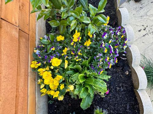 a flower garden with yellow and purple flowers at Sela House - Luton Airport in Luton