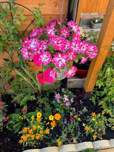 a bunch of pink flowers in a garden at Sela House - Luton Airport in Luton