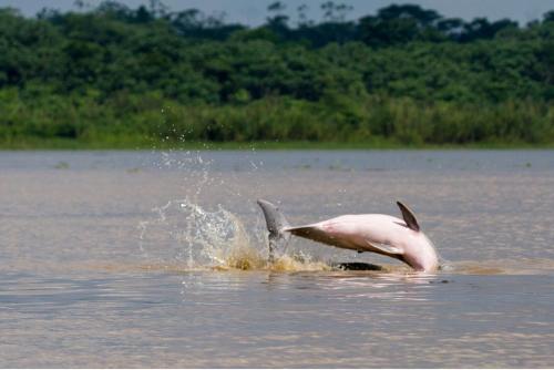 a dolphin jumping out of the water at Amazon Curassow Lodge and Expeditions in Paraíso
