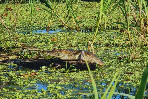 a crocodile is swimming in the water at Amazon Curassow Lodge and Expeditions in Paraíso