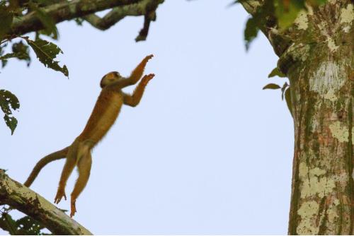 a monkey is climbing up a tree at Amazon Curassow Lodge and Expeditions in Paraíso