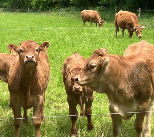 a group of brown cows standing in a field at La Tuilerie Grange (Adults only gite) with two en-suite double bedrooms in Le Bugue