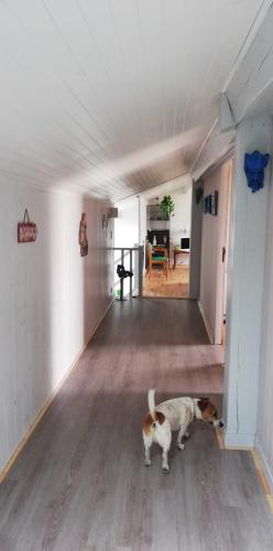 un chat debout au milieu d'une pièce dans l'établissement Maison Sophie, à Saint-Julien-en-Born