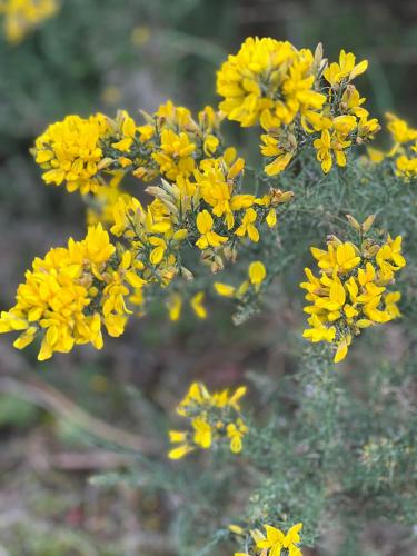 a bunch of yellow flowers on a plant at Tutukaka Sunrise in Tutukaka