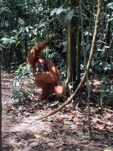 Φωτογραφία από το άλμπουμ του Jhony's Backpacker-Guest House only stay here book treking with us σε Bukit Lawang