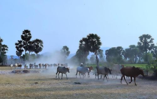 a herd of cattle running in a field at Hương Tràm Homestay in Hồ Ðá