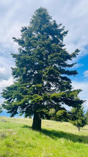 a large pine tree in a field of grass at Starry Night Retreat in Subcetate