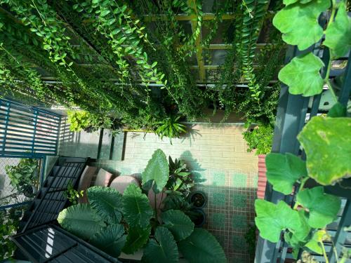 Taman di luar Vania House HoChiMinh