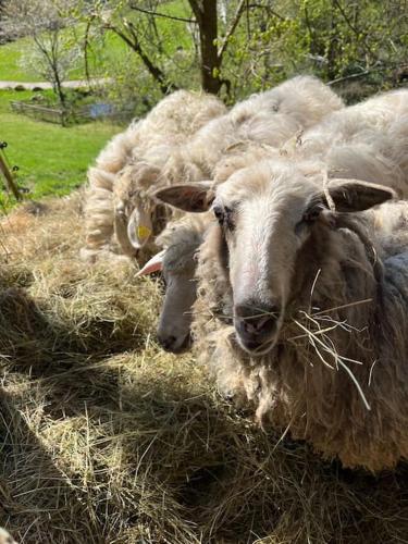 a group of sheep eating hay in a field at Auszeit am Kreisbach in Triberg