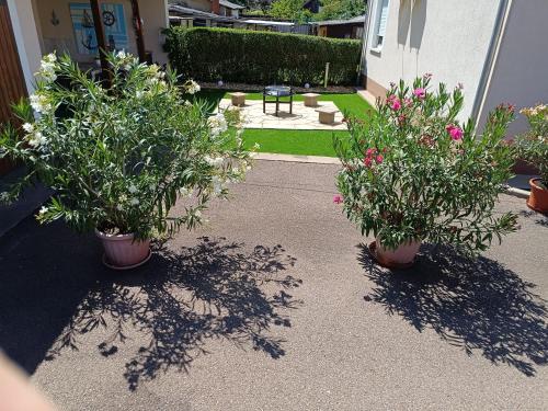 two potted plants in front of a house at Kamilla Vendégház Tiszafüred in Tiszafüred