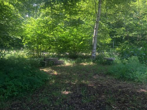 two benches in the middle of a field with trees at Vingårdens Bed & Breakfast in Helsingborg