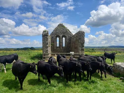 un troupeau de vaches debout devant un vieux bâtiment dans l'établissement Kitty's Cottage - Horse and Jockey, Cashel, à Thurles