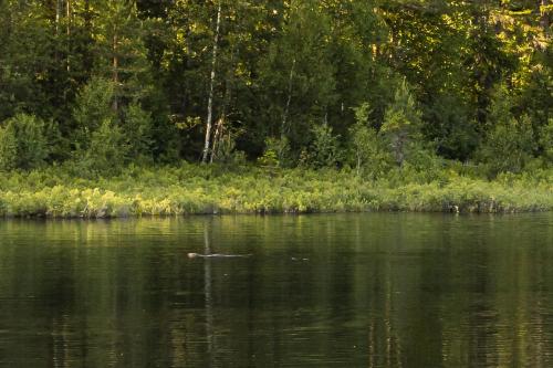 a duck swimming in a body of water at Gårdsferie nær Bø i Telemark Sommarland in Norem