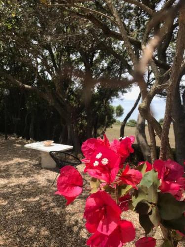 a bunch of red flowers sitting next to a bench at Secluded seaside villa w garden sea-sunset view in Korakokhórion