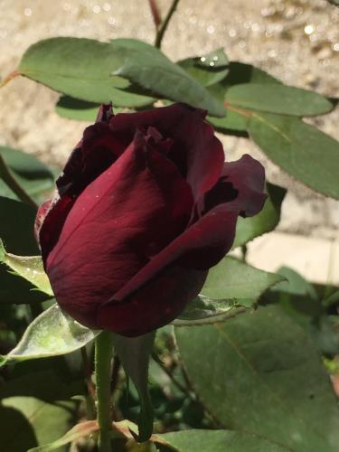 a red rose sitting on top of a plant at Denis GuestHouse 1930 in Gjirokastër