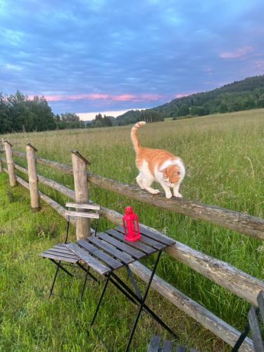 an orange and white cat standing next to a fence at Słoneczna Chata z Bali in Lądek-Zdrój
