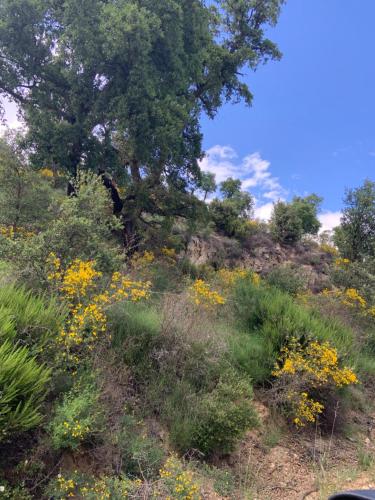 a tree on a hill with yellow flowers at Can Maimes in Agullana