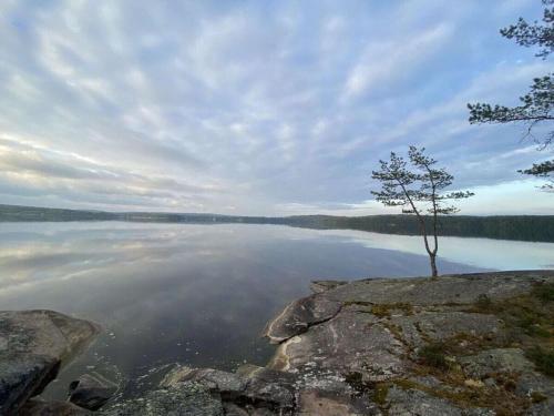 a tree on the edge of a large body of water at Pure relaxation in Sweden in Molkom