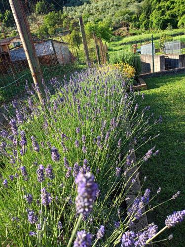 a bunch of purple flowers in a yard at Casa Vacanze La Cicala in Pontremoli