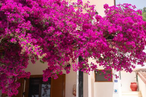 Gallery image of Villa Sissy Studios & Apartments in Sivota