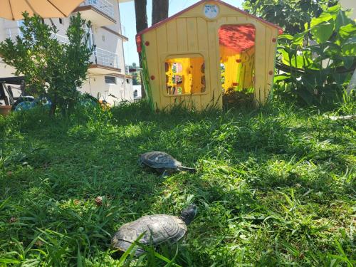 two turtles in the grass in front of a house at Batumi Aparthotel 22D in Batumi