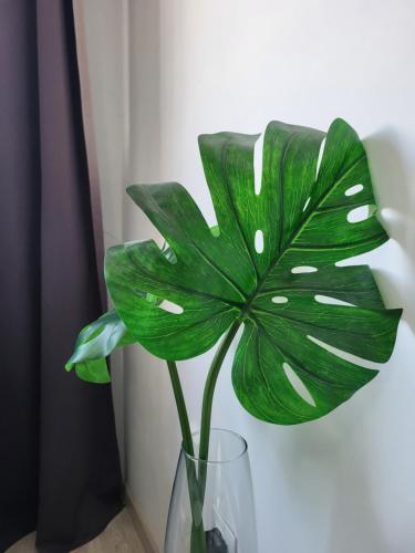 Mar y Sol Coral Holiday Dream